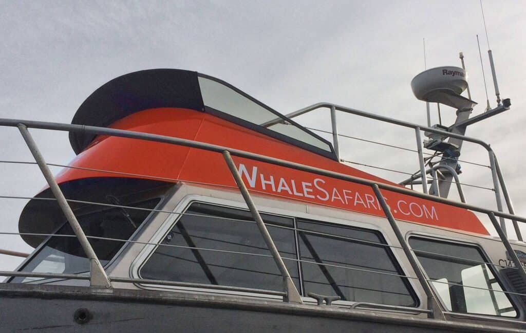 Boat with "WhaleSafari.com" sign and safety equipment on deck.